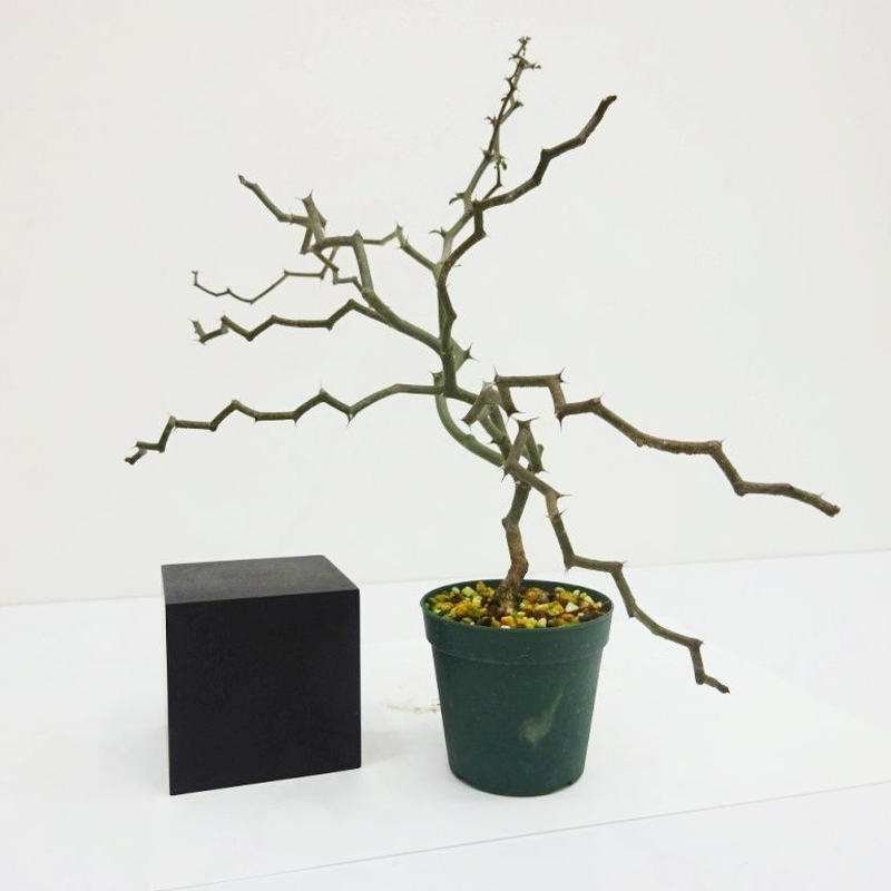 Madagascar Decarya madagascariensis Bonsai Cactus & Succulent Plants