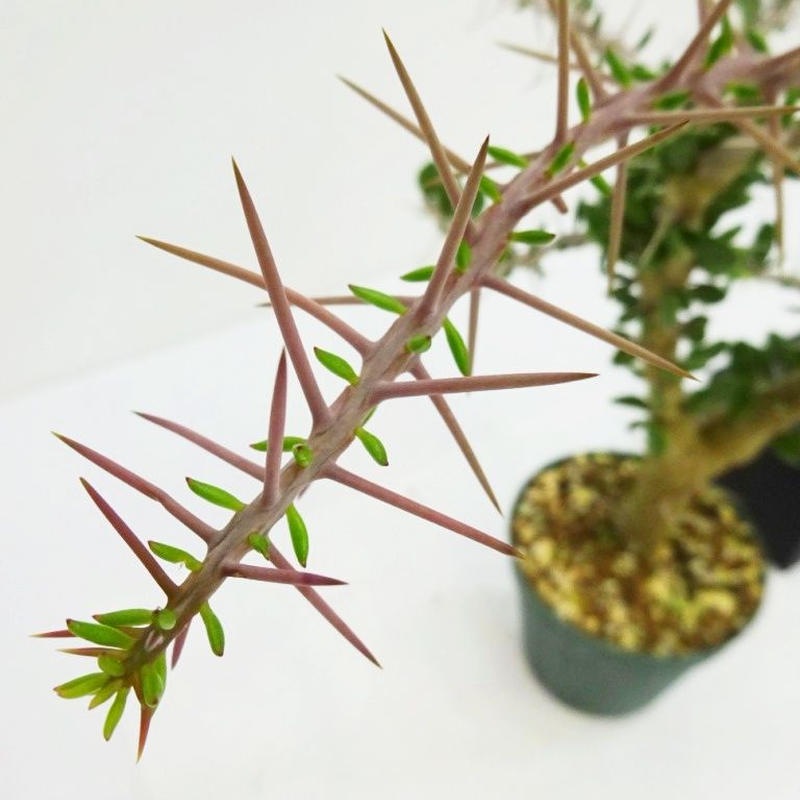 Alluaudia Comosa アローディア コモサ The Green House T