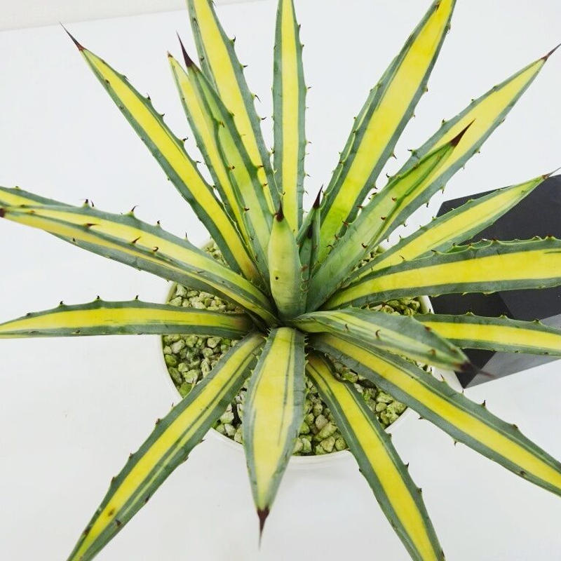 アガベマクロカンサ 黄中斑‼️