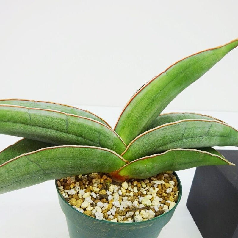Sansevieria Ehrenbergii サンセベリア イタリアバナナ The