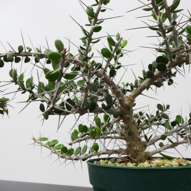 Alluaudia Comosa アローディア コモサ M The Green House