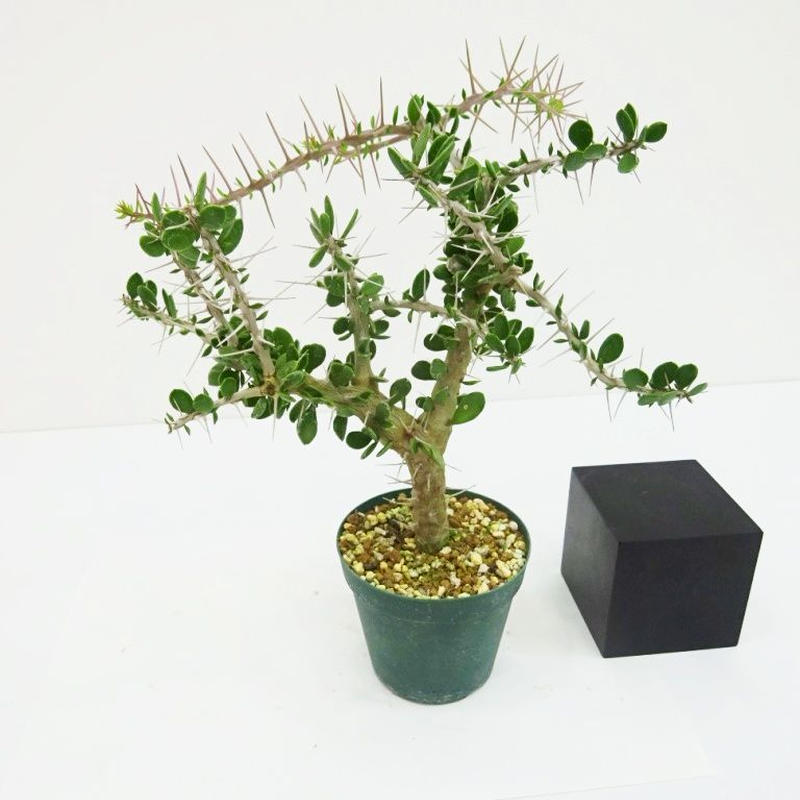 Alluaudia Comosa アローディア コモサ The Green House T