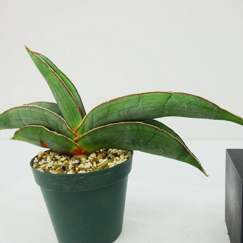 Sansevieria Ehrenbergii サンセベリア イタリアバナナ The