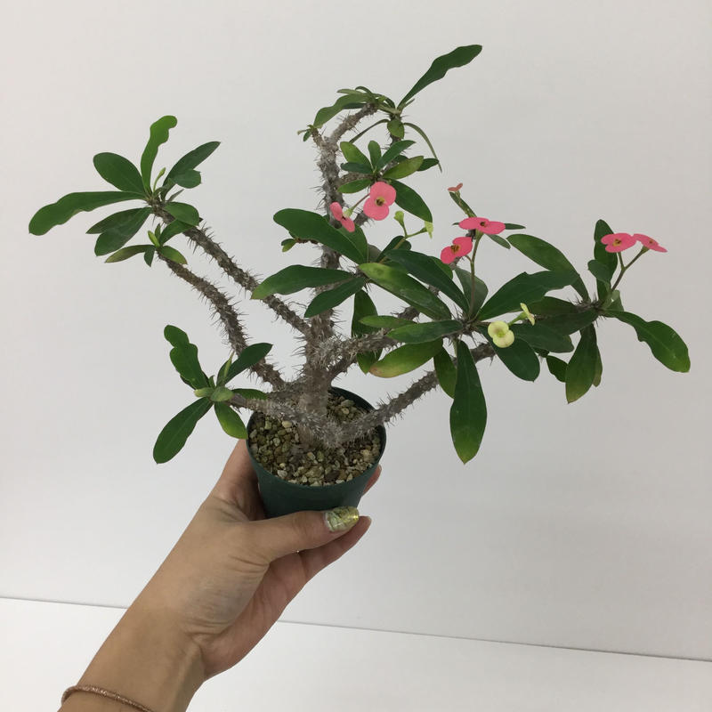 ユーフォルビア 花麒麟 実生ピンク花 Euphorbia Milii 0005 The G