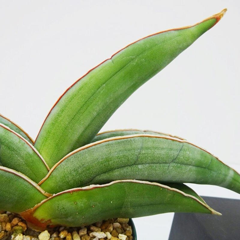 Sansevieria Ehrenbergii サンセベリア イタリアバナナ The