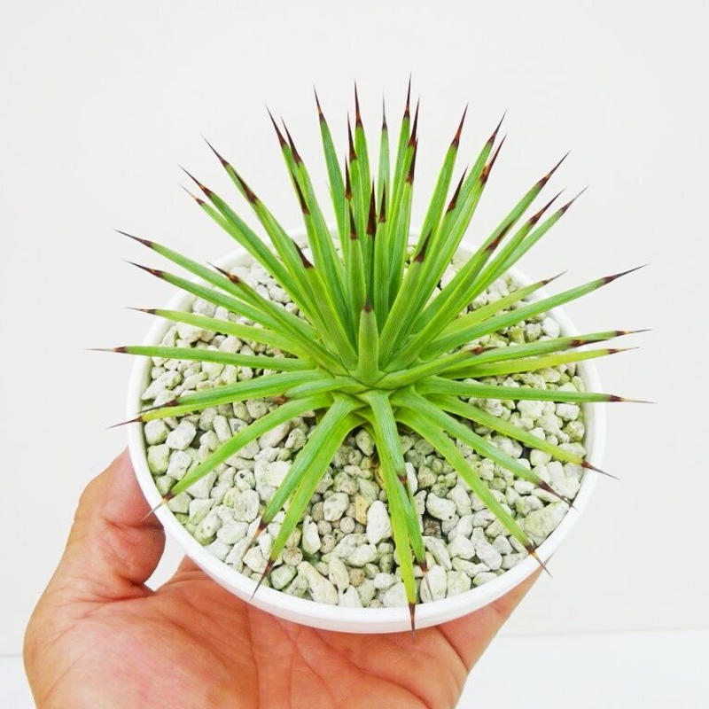 アガベ・ストリクタ斑入り Agave stricta variegata 吹上錦