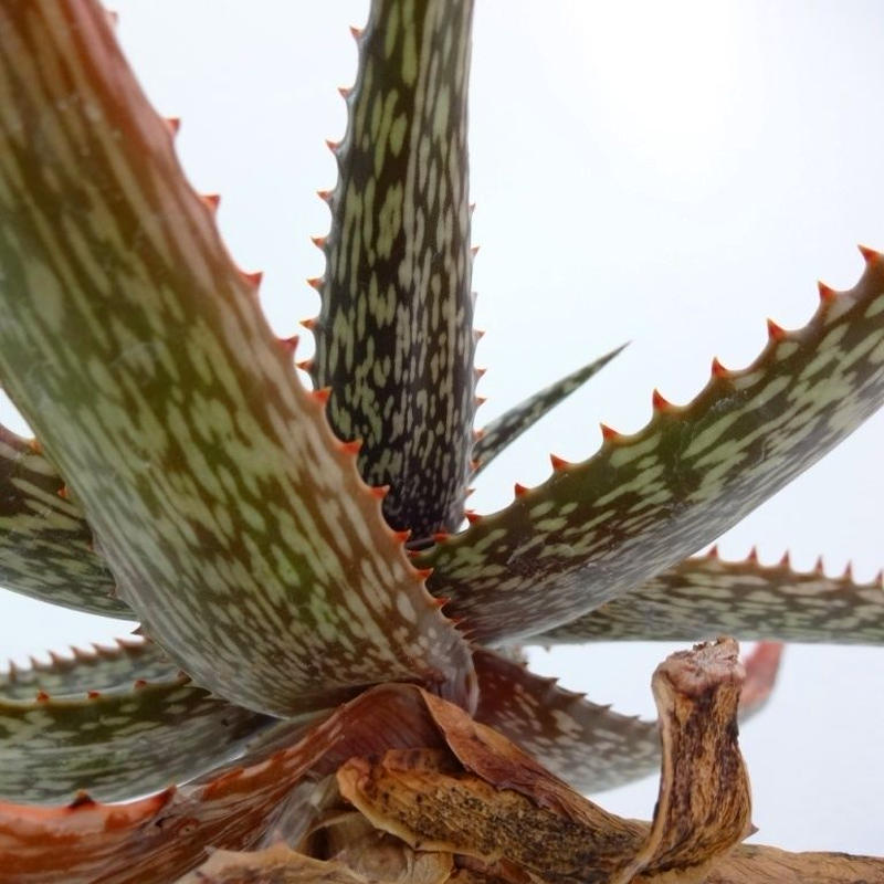 Aloe Somaliensis Dwarf アロエ ソマリエンシス 矮生 The