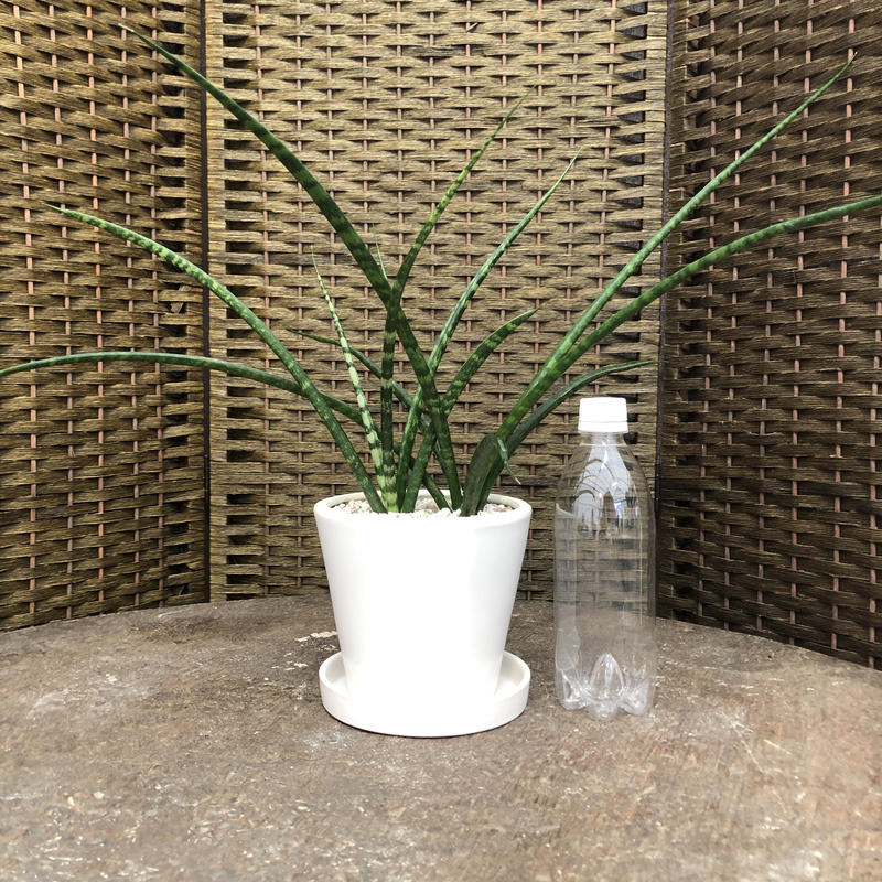 サンセベリア ファンウッドパンク 陶器鉢 白 Green Dub Style Online