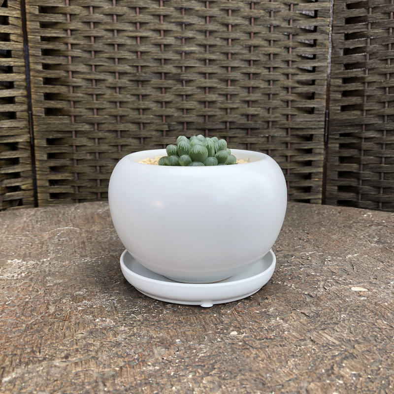 ハオルチア オブツーサ トゥルンカータ 陶器鉢ポッコリ 白 Green Dub Style