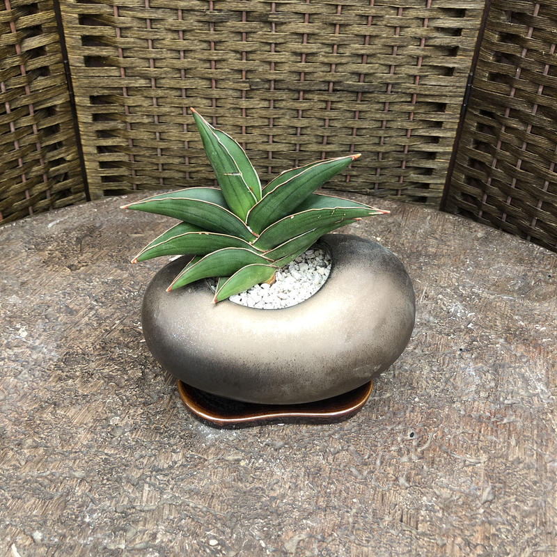 サンセベリア サムライドワーフ 陶器鉢ビーンズ ブロンズ Green Dub Style