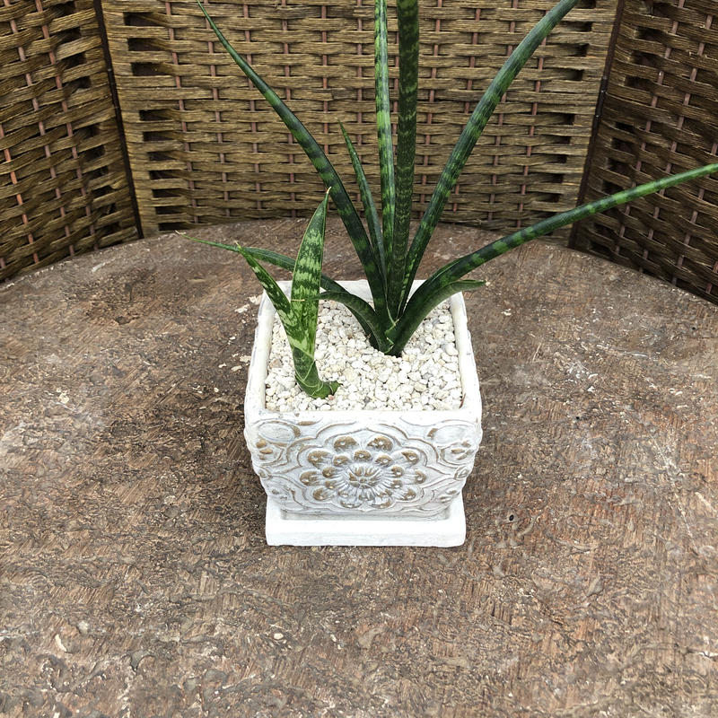 サンセベリア ファンウッドパンク 石膏鉢 白 ｺﾞｰﾙﾄﾞ Green Dub Styl