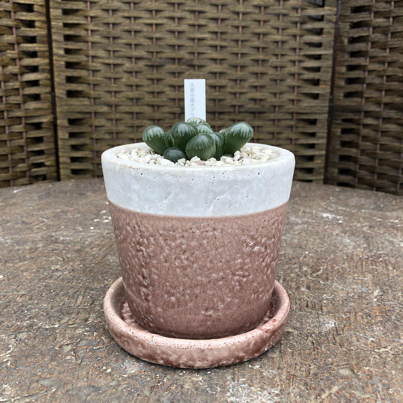 ハオルチア 大紫水晶オブツーサ 石膏鉢 ピンク Green Dub Style Onlin