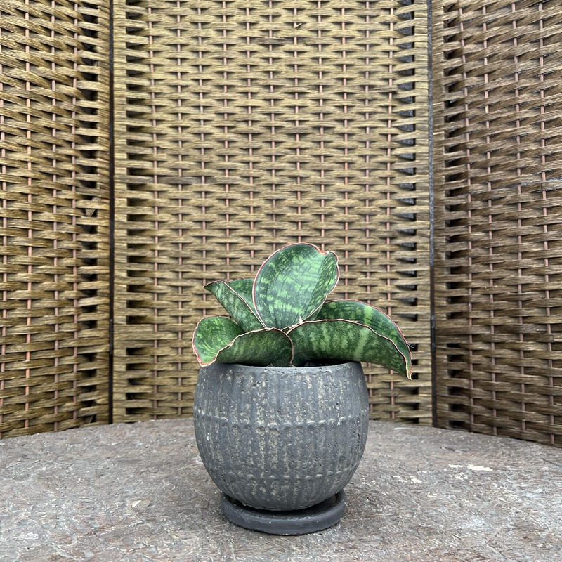 サンセベリア ドラゴンウィング 石膏鉢 黒 Green Dub Style Online