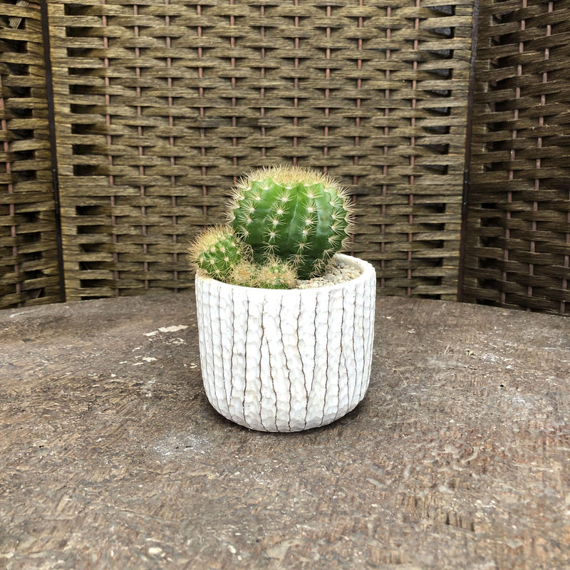 エキノプシス カロクローラ 金盛丸 石膏鉢 白 Green Dub Style Onli