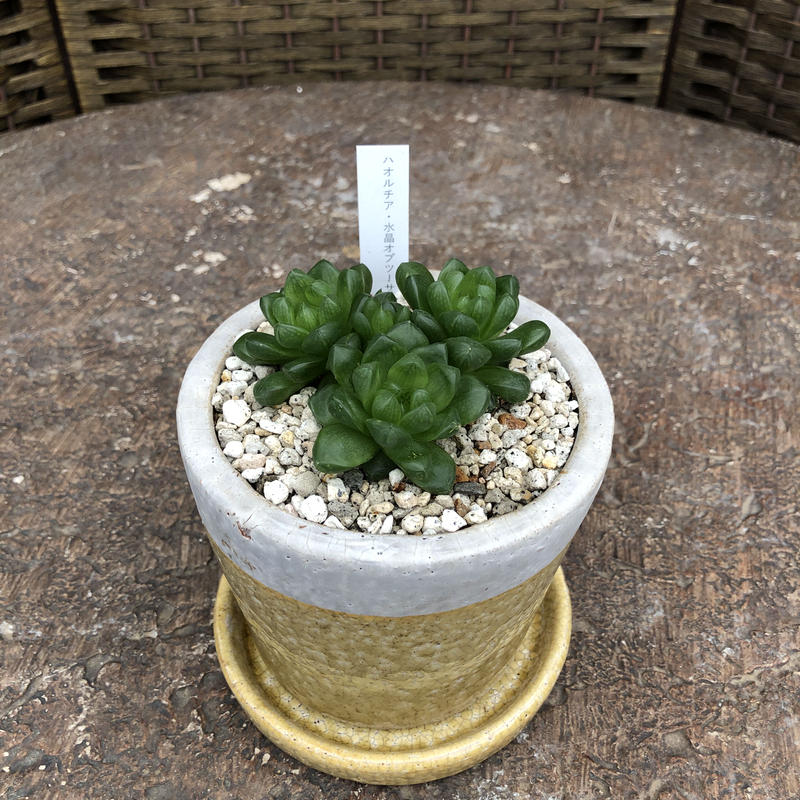 ハオルチア 水晶オブツーサ 石膏鉢 黄色 Green Dub Style Online Shop