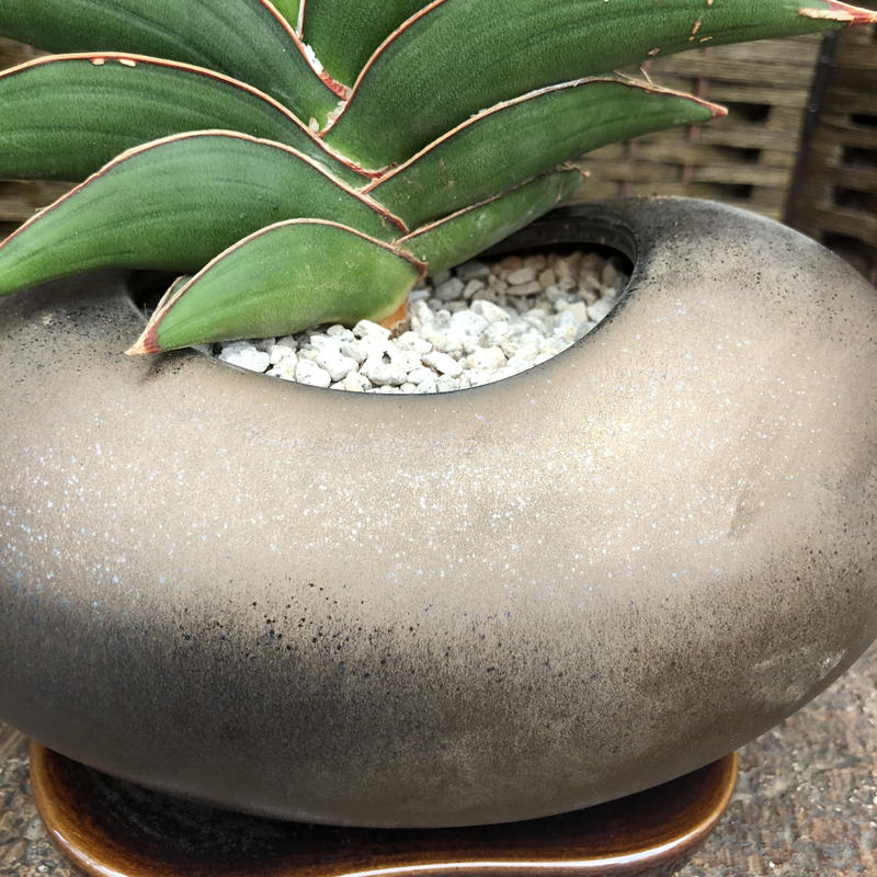 サンセベリア サムライドワーフ 陶器鉢ビーンズ ブロンズ Green Dub Style