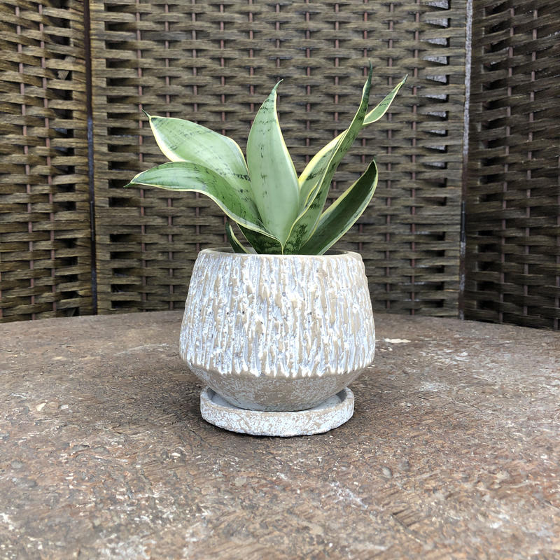 サンセベリア ハニー 石膏鉢 うす茶 Green Dub Style Online Shop