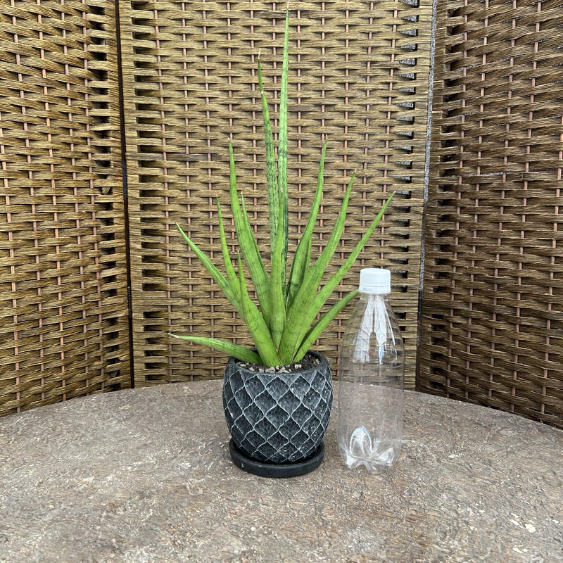 サンセベリア グラシリス 石膏鉢 黒 Green Dub Style Online Shop