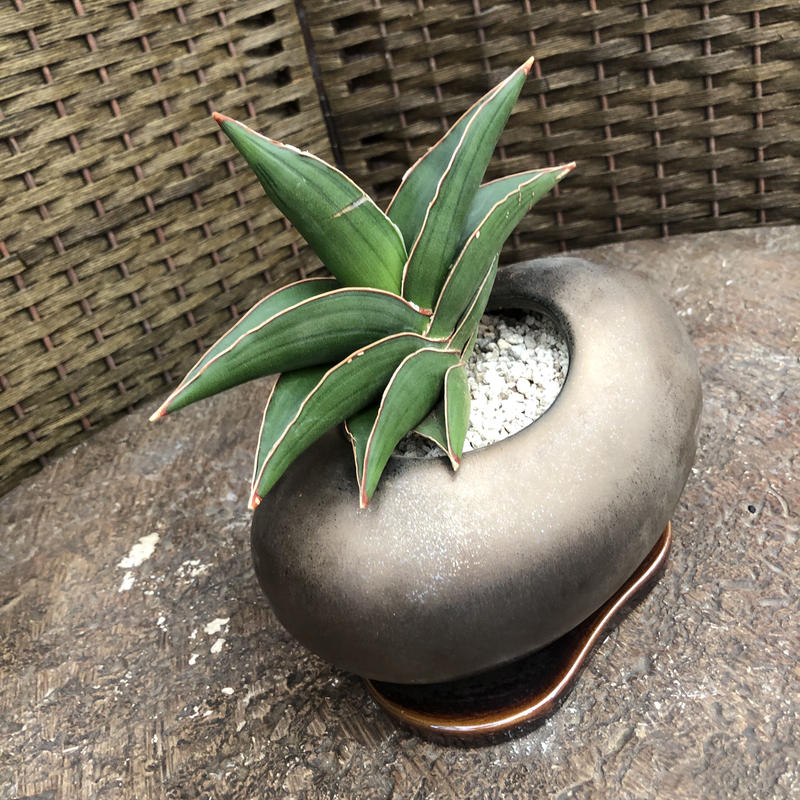 サンセベリア サムライドワーフ 陶器鉢ビーンズ ブロンズ Green Dub Style