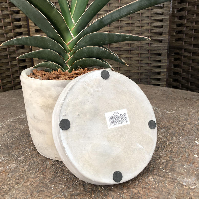 サンセベリア ロブスタ ライト セメント鉢 円柱 Green Dub Style Onli