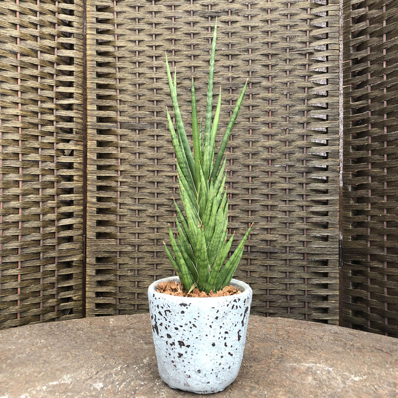 サンセベリア フランシシー 石膏鉢 Green Dub Style Online Shop