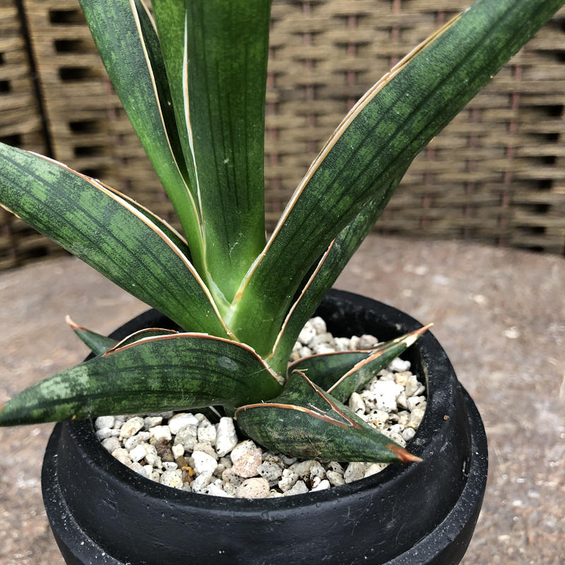 サンセベリア ケニア 石膏鉢 白 Green Dub Style Online Shop