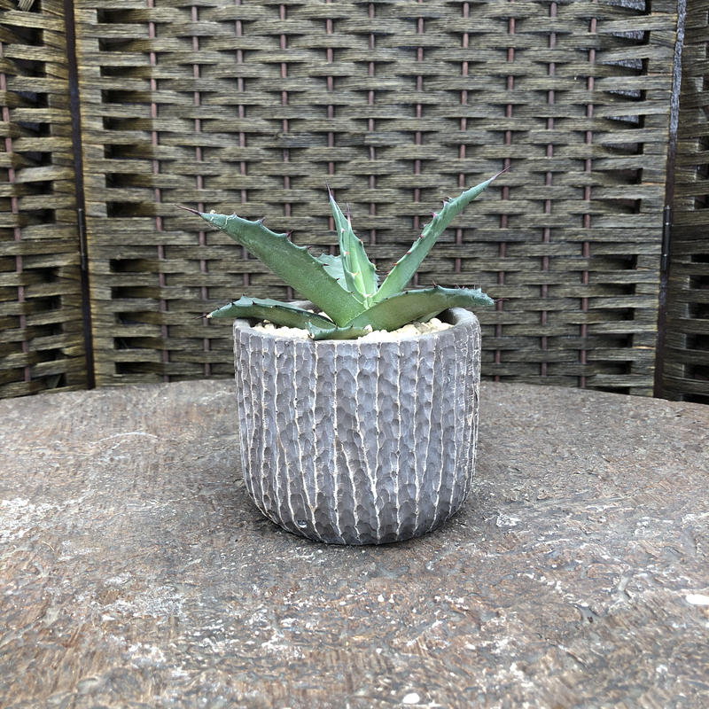 アガベ サルミアナ フェロックス 石膏鉢 茶グレー Green Dub Style Onl