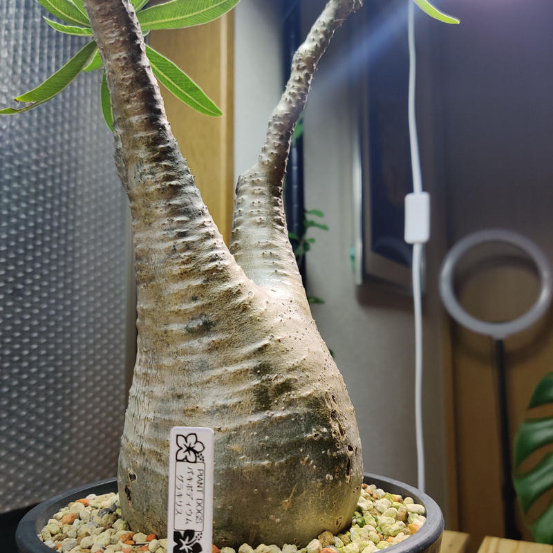 パキポディウム グラキリス 発根済 Monster Plants Garden