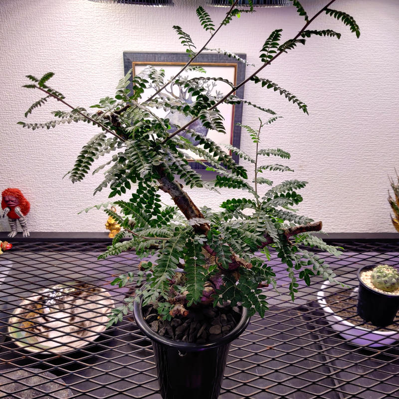 ボスウェリア·ネグレクタ | MONSTER PLANTS GARDEN