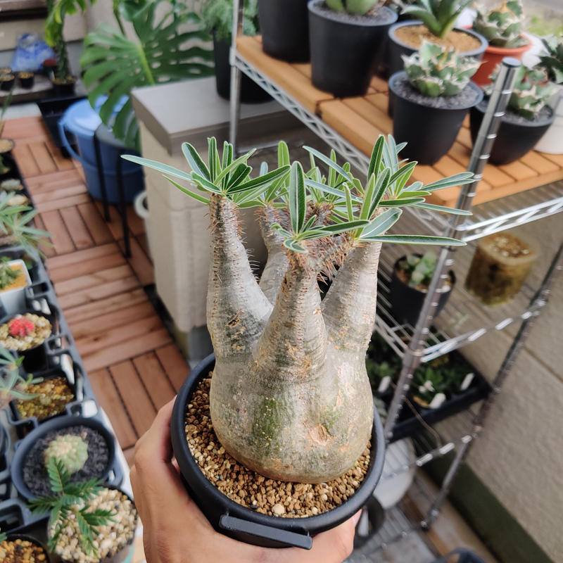 パキポディウム·グラキリス 現地球 発根済 | MONSTER PLANTS GARDEN