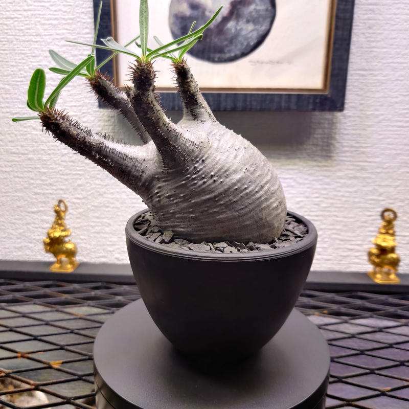 厳選 パキポディウム グラキリス 銀 Monster Plants Garden