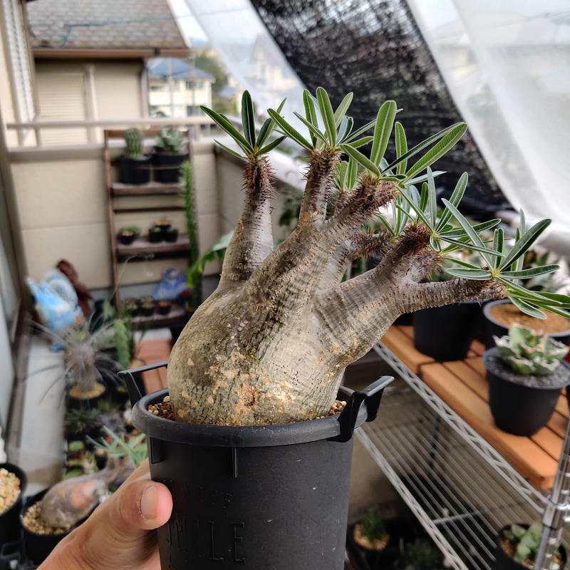 爆売り！ パキポディウムグラキリス現地球発根済 ecousarecycling.com