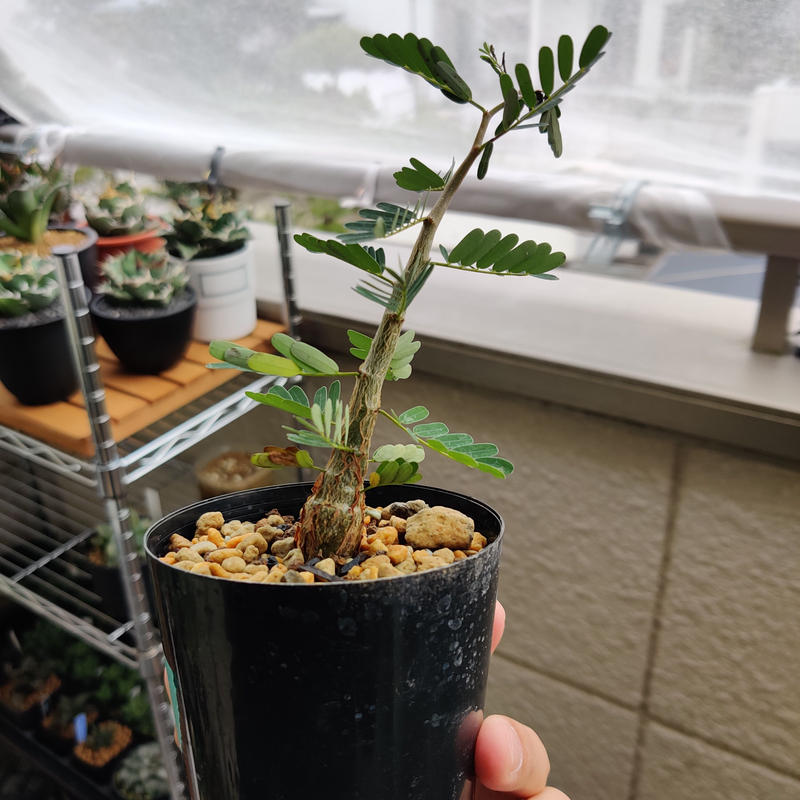 センナ·メリディオナリス 実生 2 | MONSTER PLANTS GARDEN センナ·メリディオナリス 実生 2 | MONSTER PLANTS GARDEN