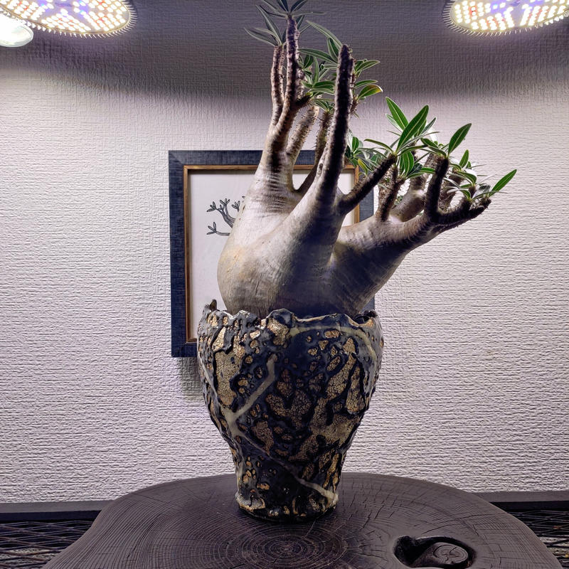 阪本健 植木鉢 XPLANTS コラボ鉢