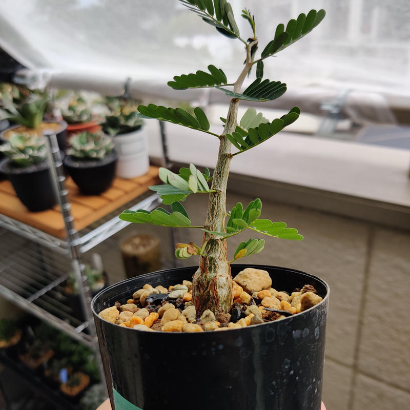 センナ メリディオナリス 実生 2 Monster Plants Garden