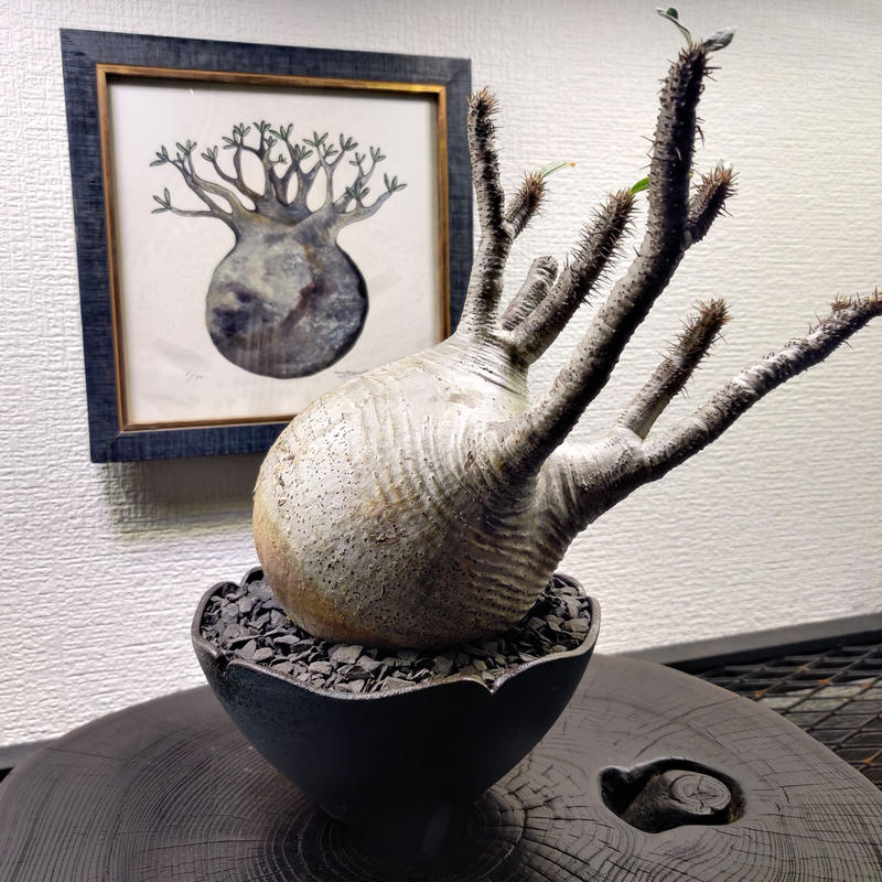 No.A22パキポディウムグラキリス （現地球） 塊根植物・コーデックス 