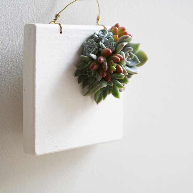 Tokiiroタブロー制作キット 多肉植物切り芽付 Tokiiro Web