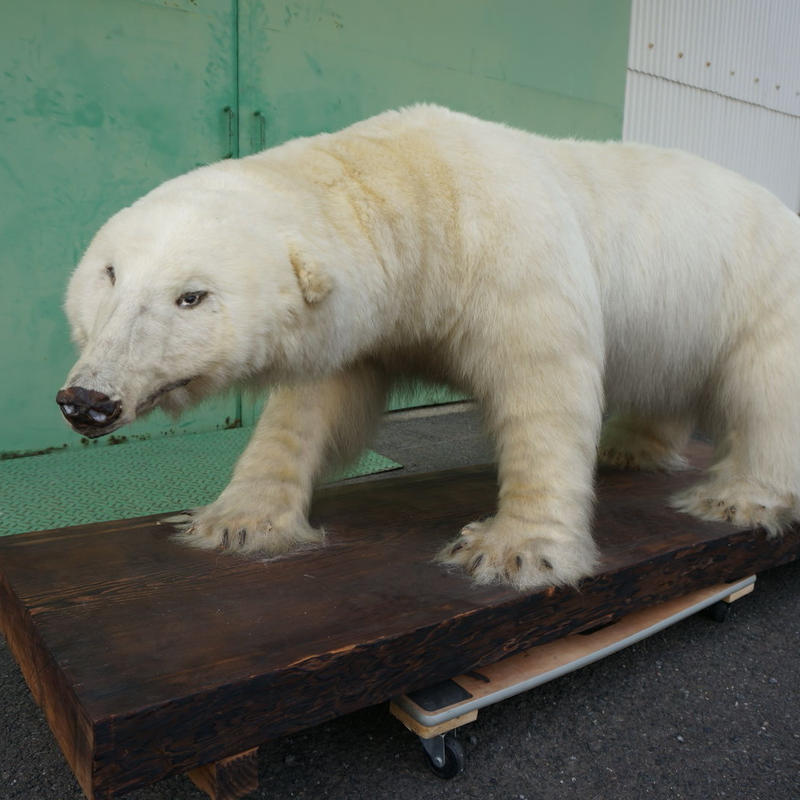 しろくま　剥製 白熊の剥製 全長240cm×高さ170cm×幅110cm インテリア 置物 本物の剥製です