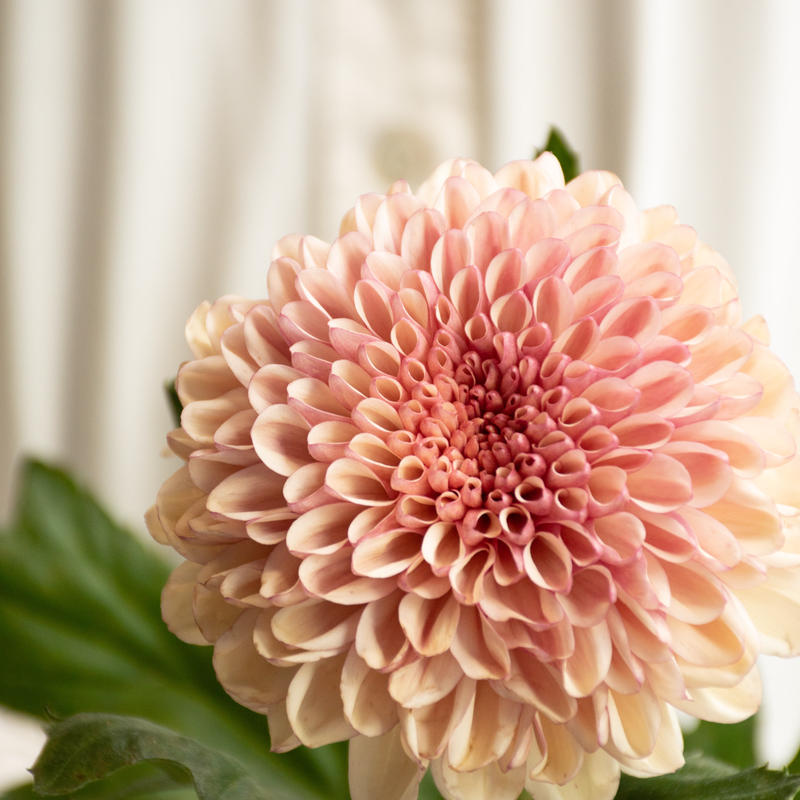 キク フォリア Tokyo Shokubutsu Zufu