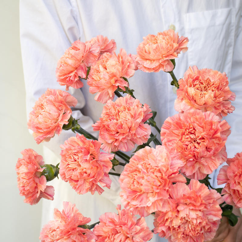 カーネーション アプリコットミナミ Tokyo Shokubutsu Zufu