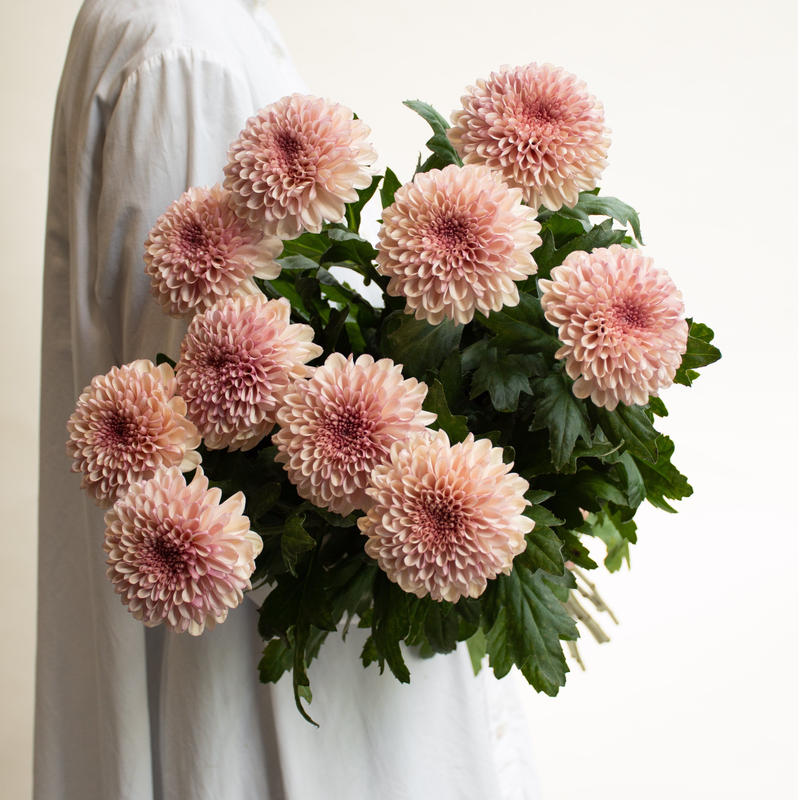 キク フォリア Tokyo Shokubutsu Zufu