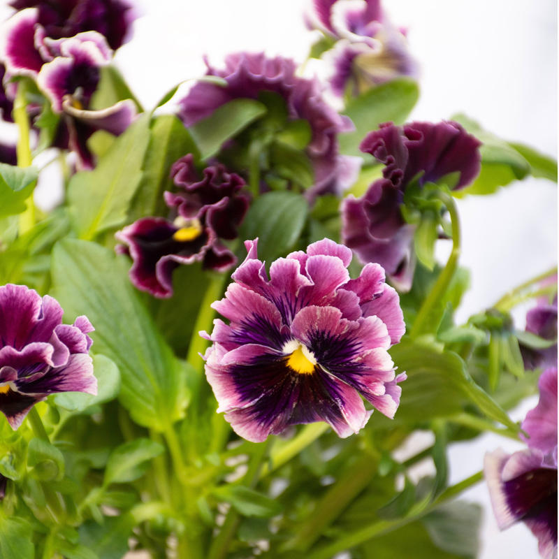 パンジー 絵になるスミレミックス Tokyo Shokubutsu Zufu