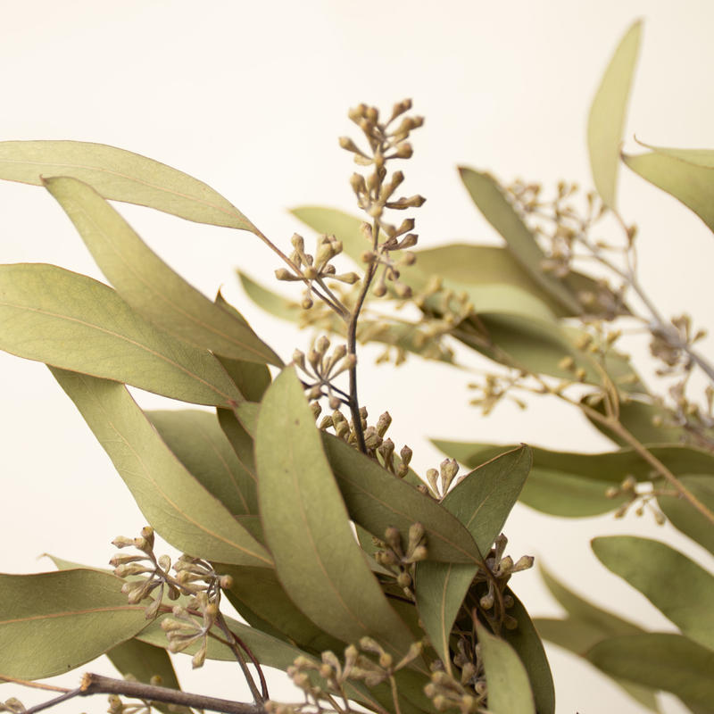 ドライフラワー ユーカリポポラス Tokyo Shokubutsu Zufu