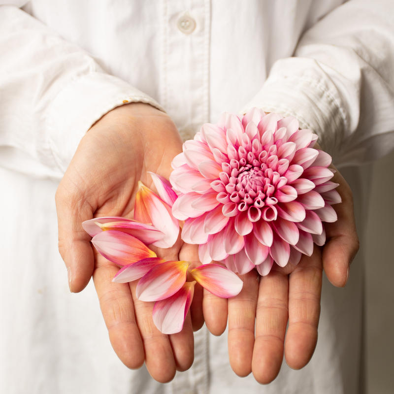 ダリア 花夢 Tokyo Shokubutsu Zufu