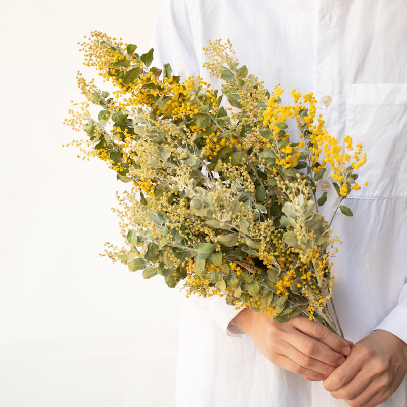 驚きの値段 限定受付 パールアカシア 真珠葉ミモザ 植物 観葉植物