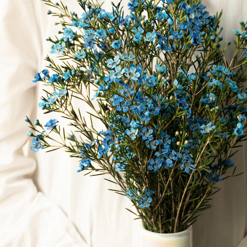 ワックスフラワー ティントブルー Tokyo Shokubutsu Zufu ワックスフラワー ティントブルー Tokyo Shokubutsu Zufu