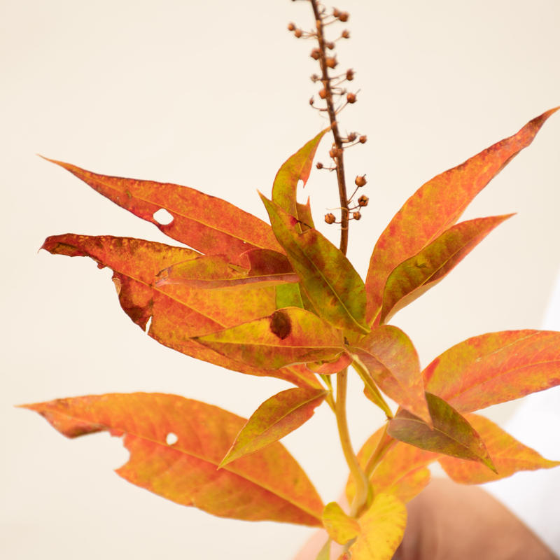 トラノオ 紅葉 Tokyo Shokubutsu Zufu