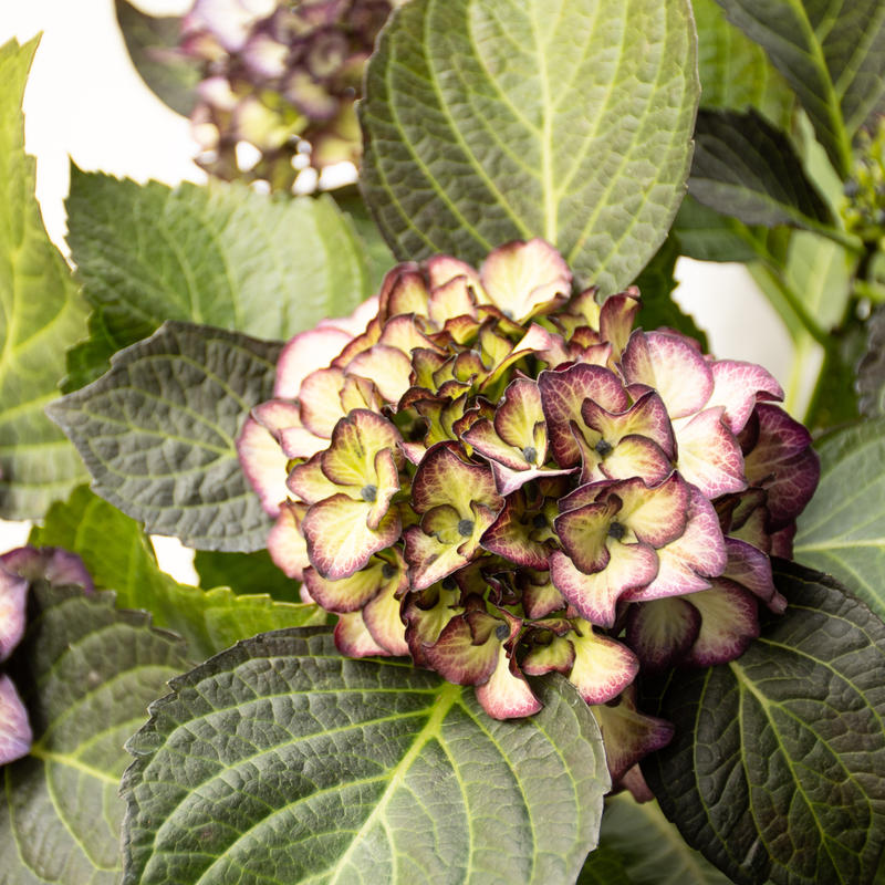 アジサイ ブラックジュエリー Tokyo Shokubutsu Zufu