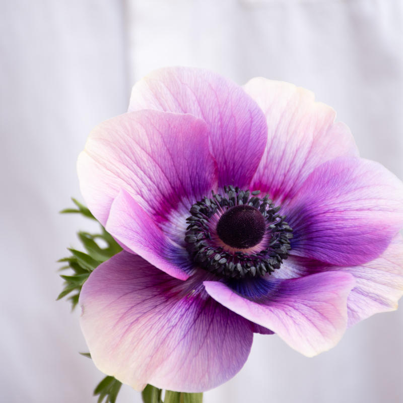 ｱﾈﾓﾈ ﾊﾟ ﾌﾟﾙﾎﾜｲﾄ 公式ショップ