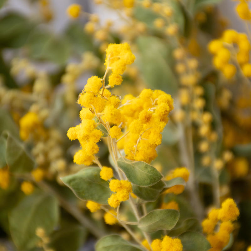 驚きの値段 限定受付 パールアカシア 真珠葉ミモザ 植物 観葉植物